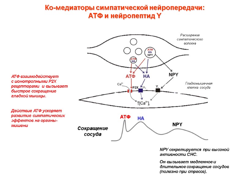 Ко-медиаторы симпатической нейропередачи:  АТФ и нейропептид Y АТФ взаимодействует  с ионотропными P2X